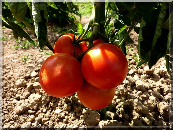 tomates 9 juillet 2011